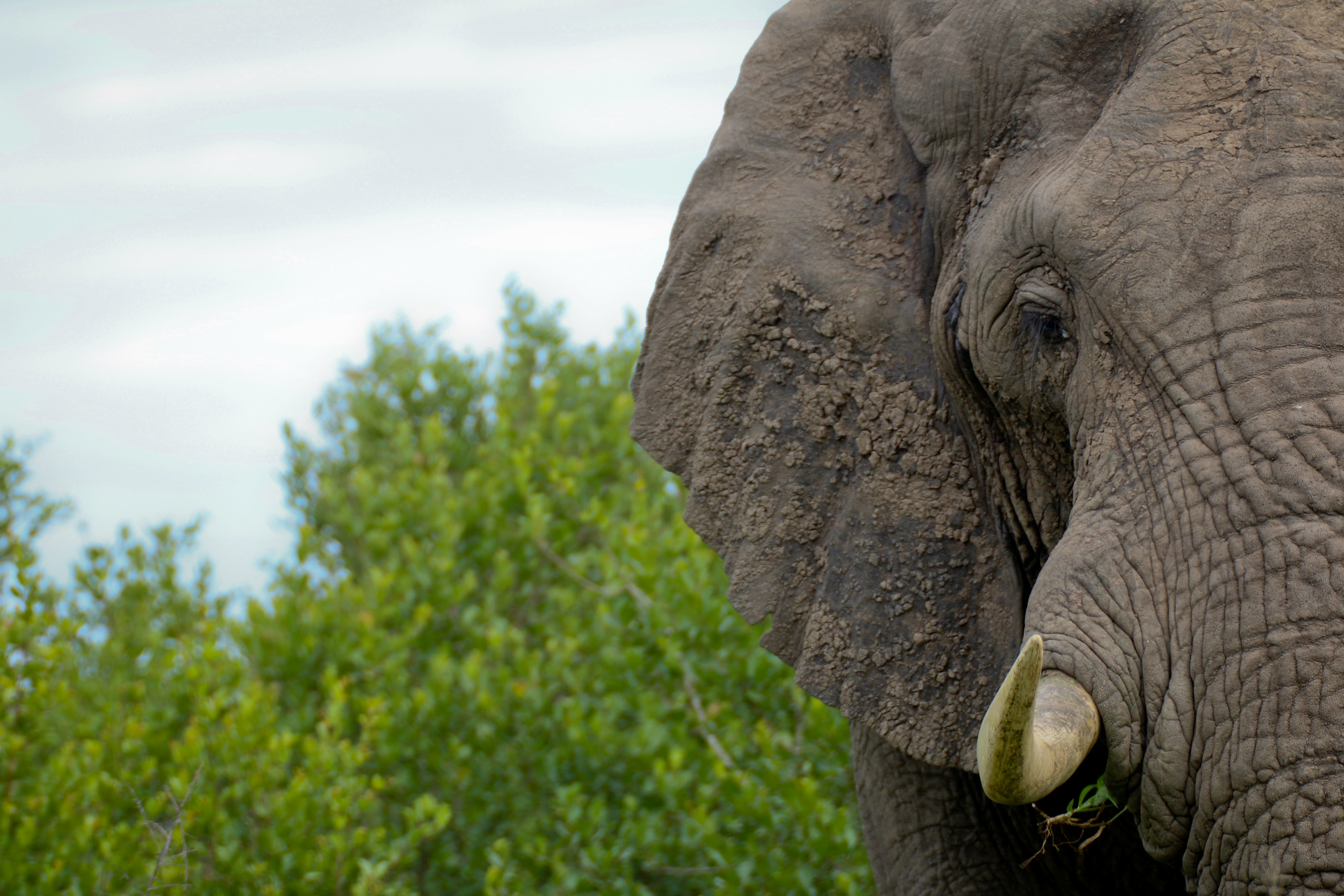 half-face of gray elephant closeup photography