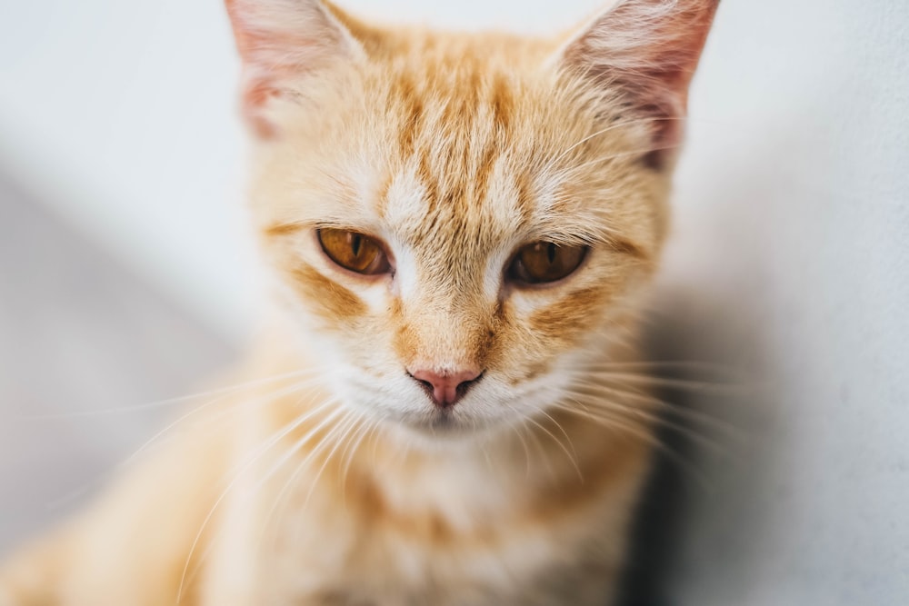 orange tabby cat in macro photography