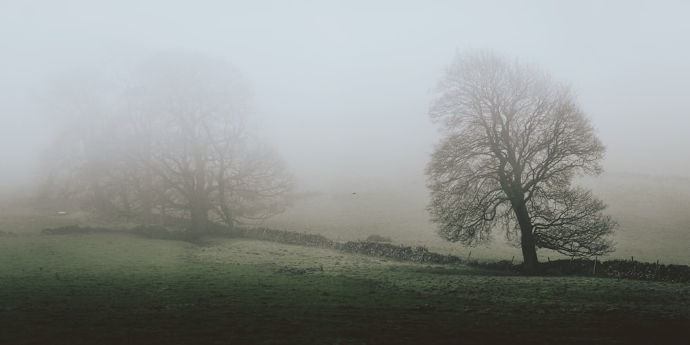 photo of bare tree covered with fog