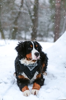 A Bernese Mountain Dog wearing a black bandana is lying in the snow. Snowflakes are actively falling, with a blurred forest in the background providing a serene winter setting.
