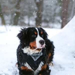 black, tan, and white dog resting on snow covered land