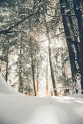trees covered with snow during daytime