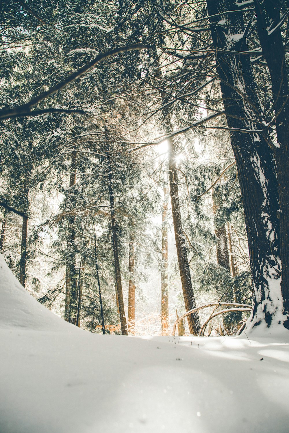 Tagsüber mit Schnee bedeckte Bäume