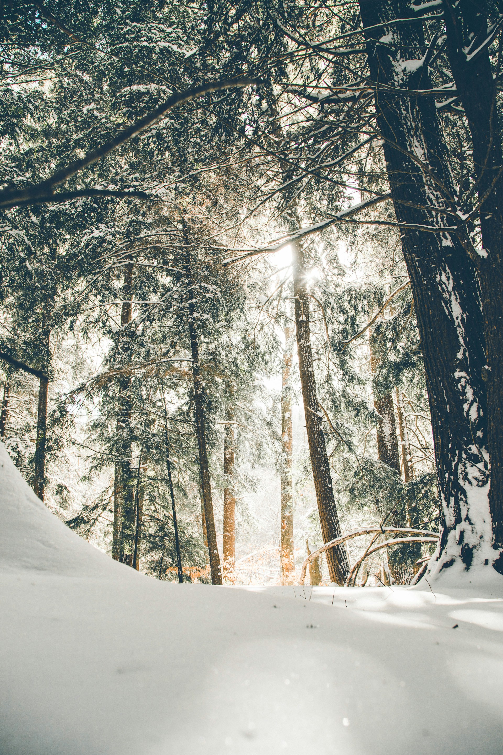 trees covered with snow during daytime