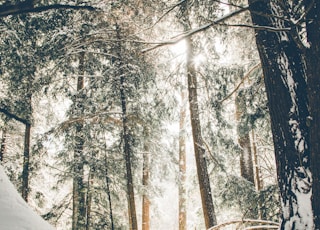 trees covered with snow during daytime