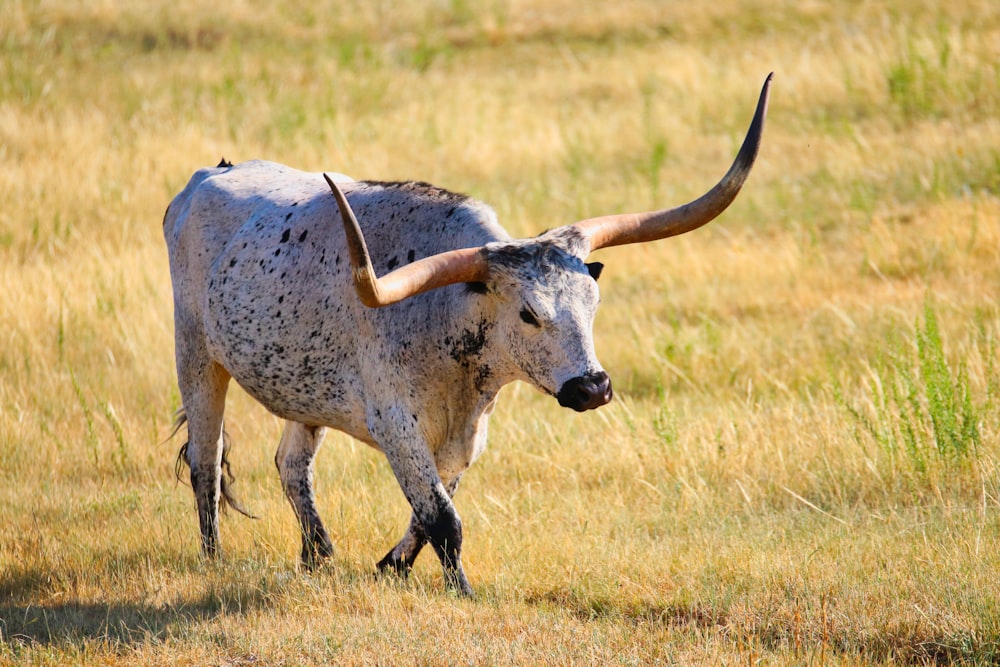 gray four legged animal on green grass field