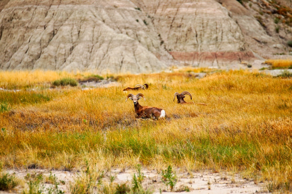 brown goat lying on the grass