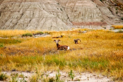 brown goat lying on the grass rams teams background