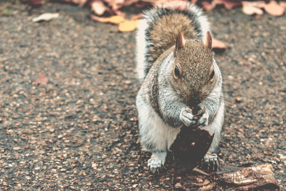 selective focus photography of squirrel