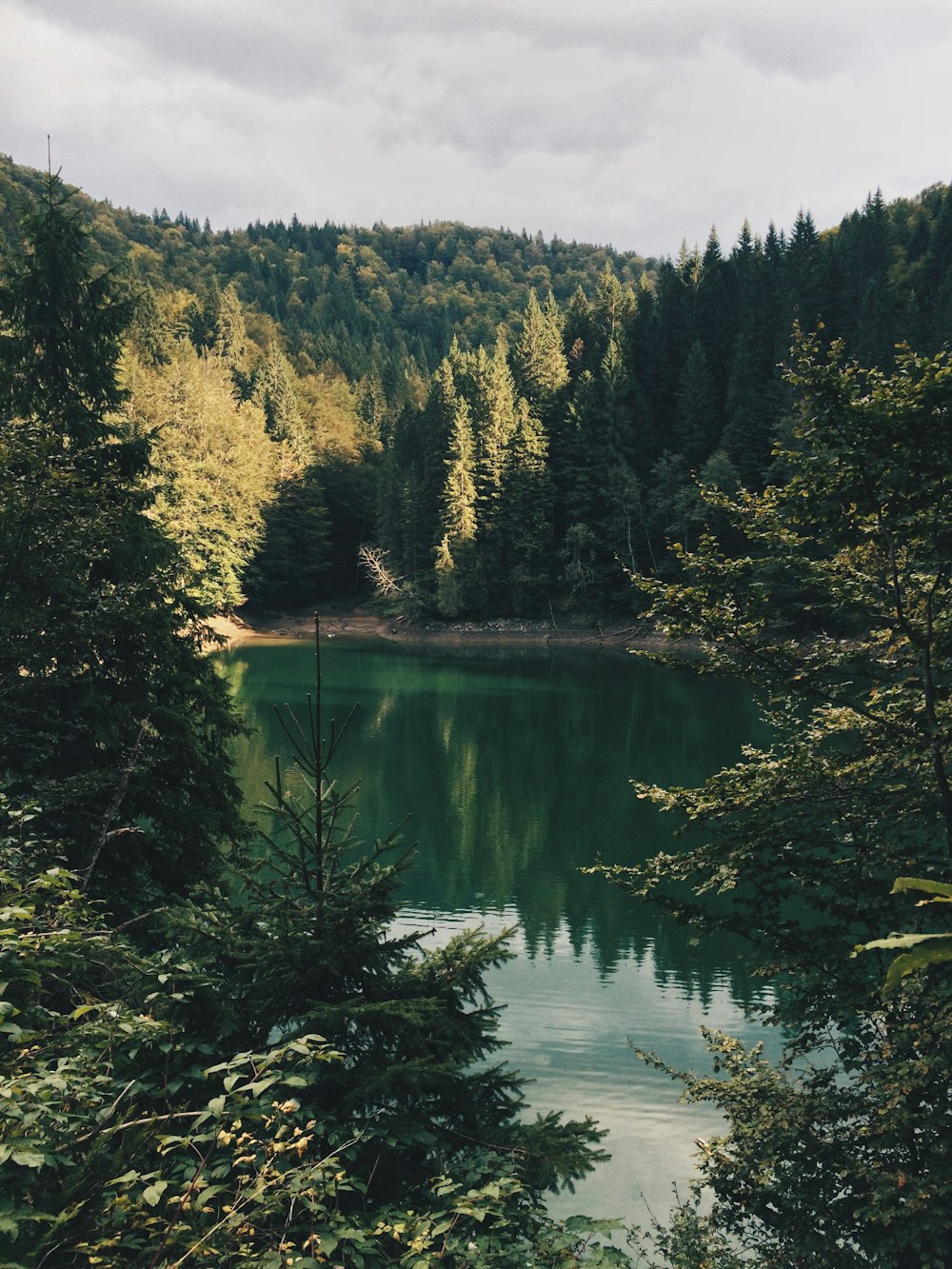 body of water surrounded by trees during daytime