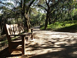 Peaceful park bench under tall trees with dappled sunlight.