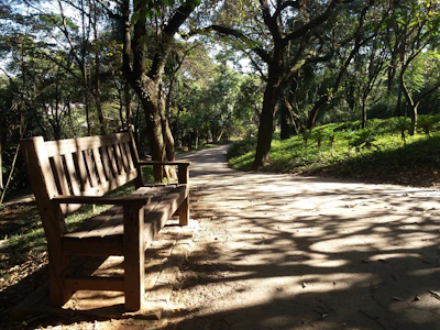 Peaceful park bench under tall trees with dappled sunlight.
