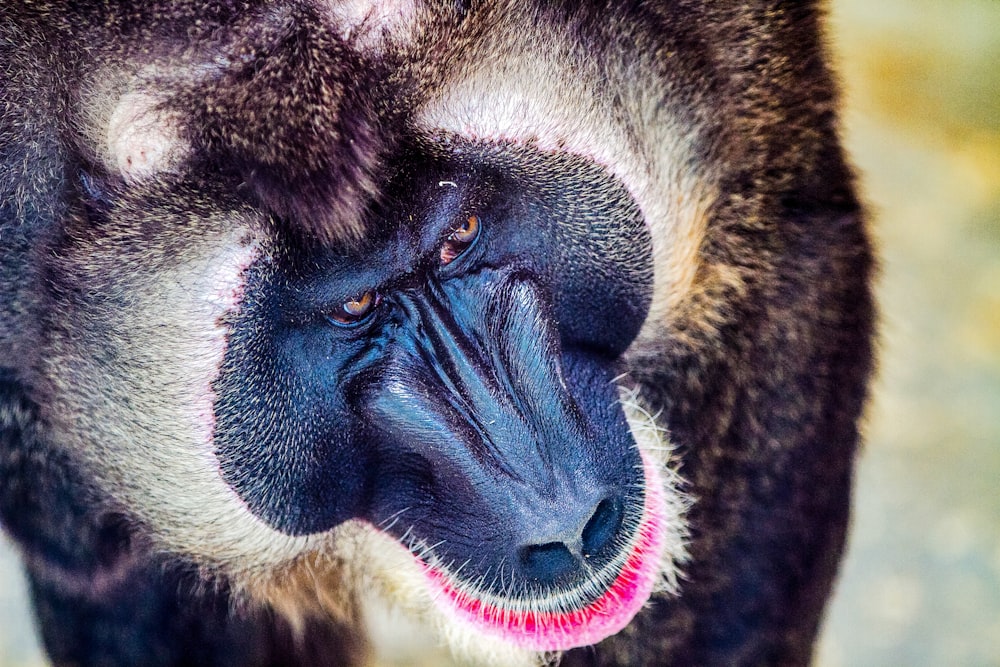 close up photo of baboon