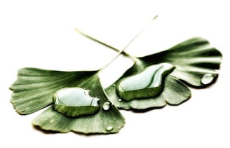 feuille gingko graphothérapie remédiation
