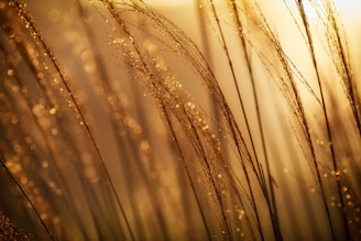 selective focus photography of brown grass at daytime