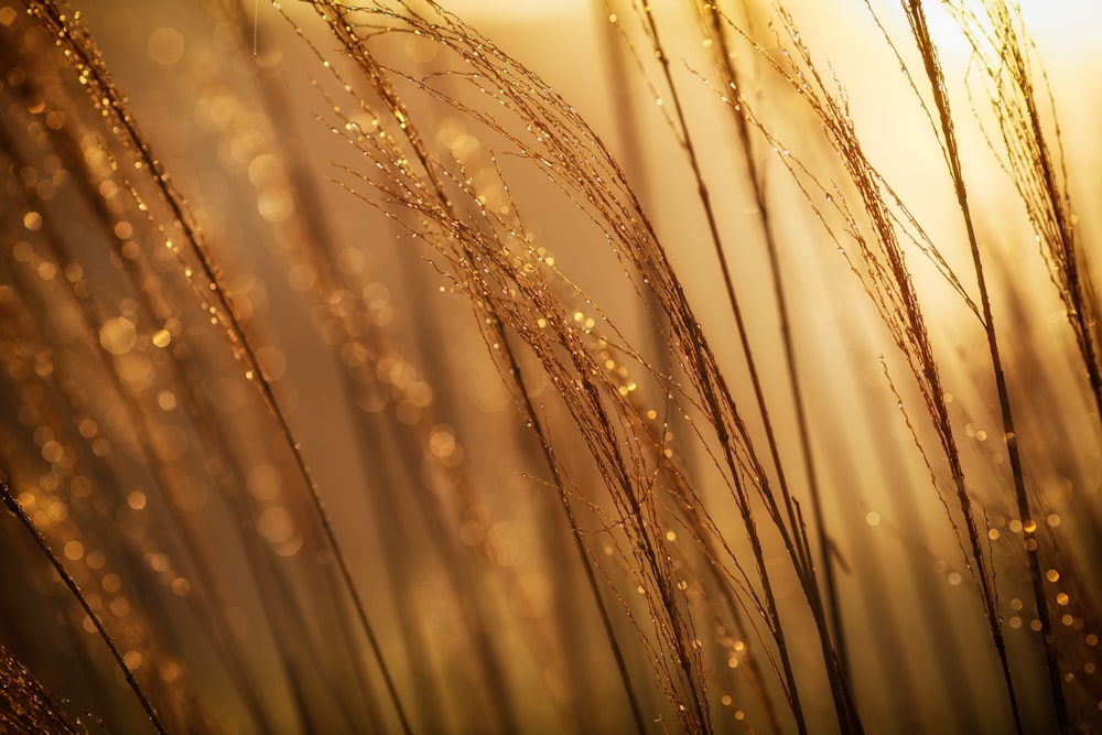 selective focus photography of brown grass at daytime