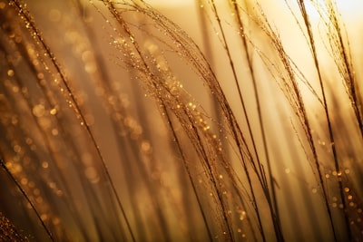 selective focus photography of brown grass at daytime gold teams background