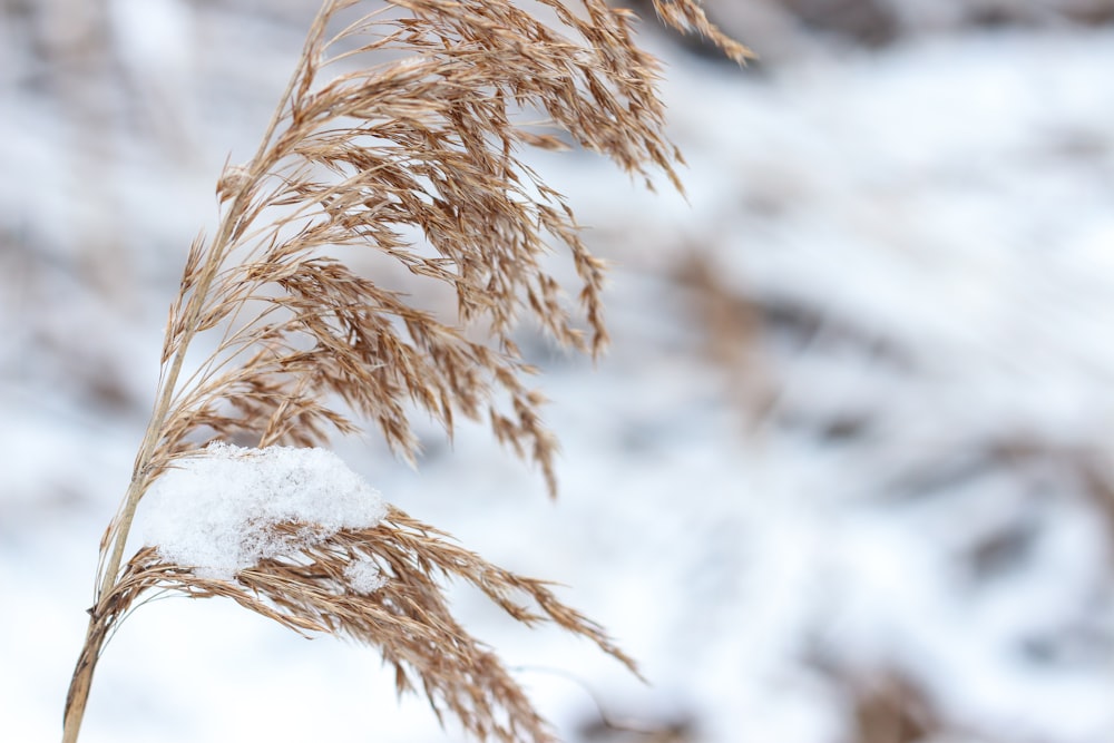 close-up photo of brown plant