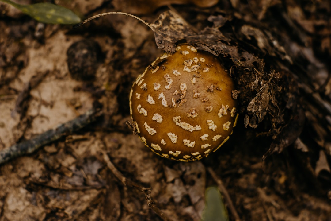brown and white mushroom,