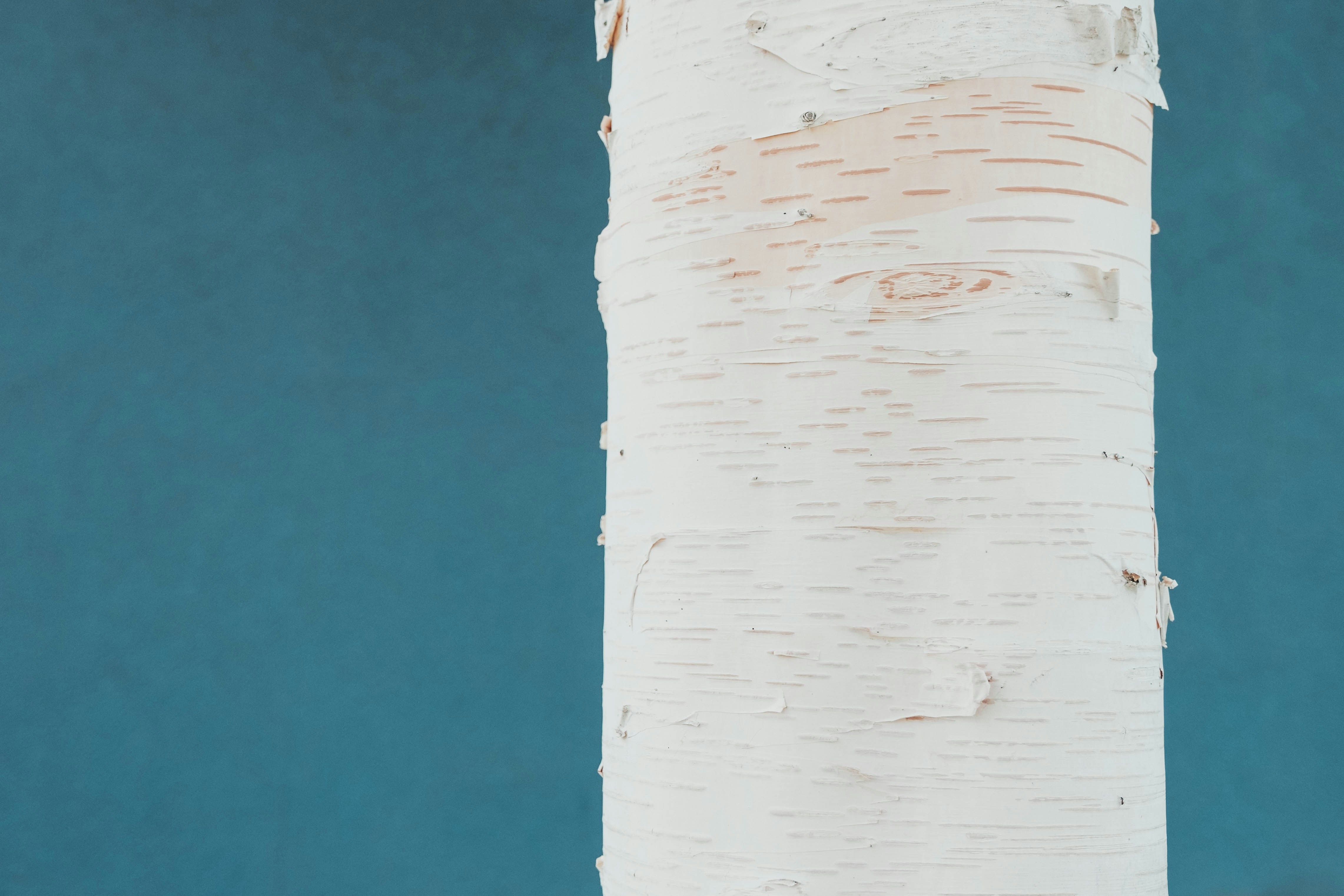 Photo by davidhoffelhass