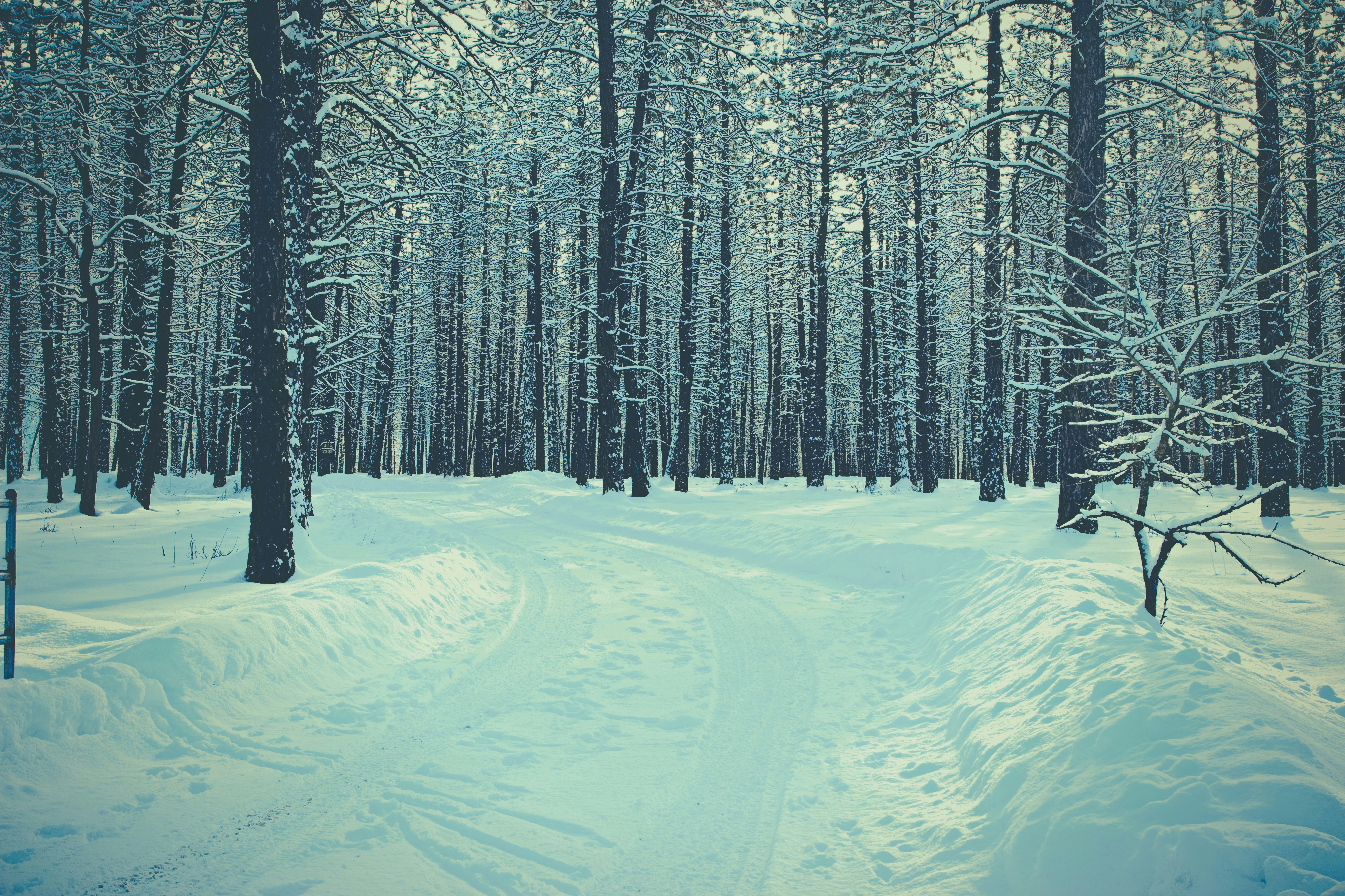 Forest Covered In Snow During Daytime Photo Free Grey Image On Unsplash