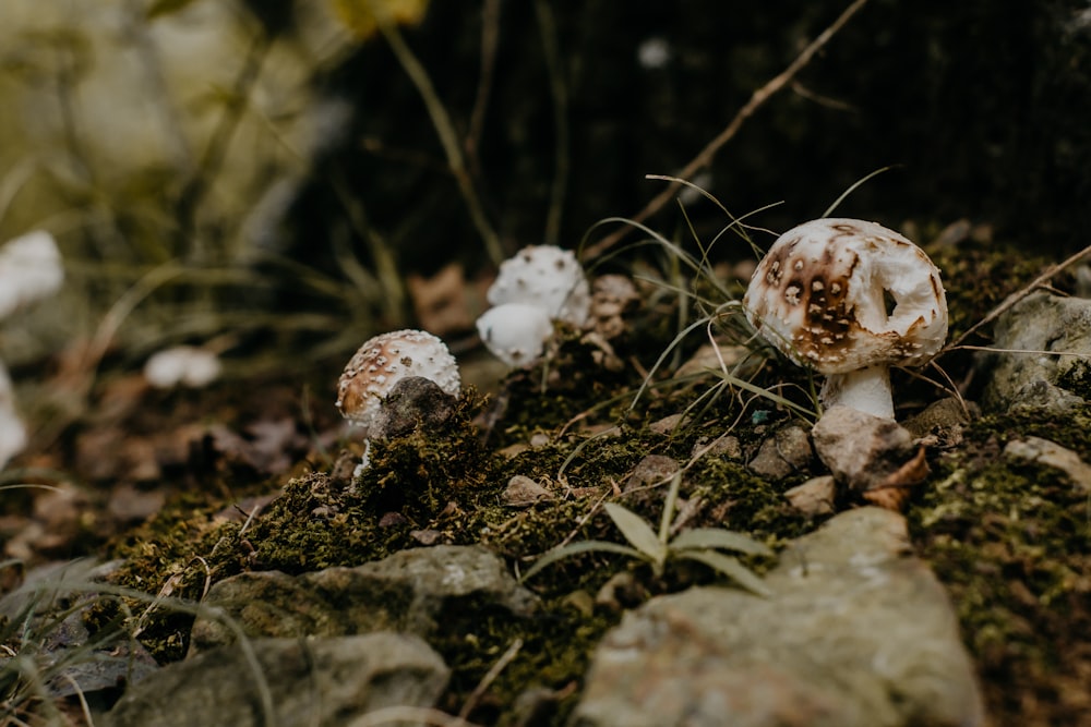 cogumelos castanhos e brancos