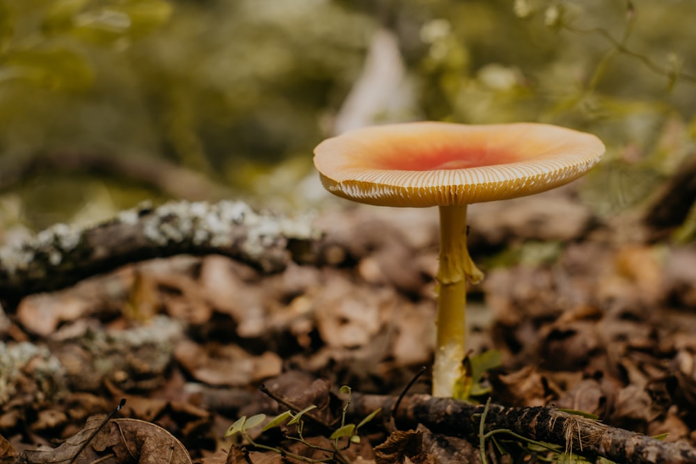 Photo de mise au point sélective de champignon brun et rouge