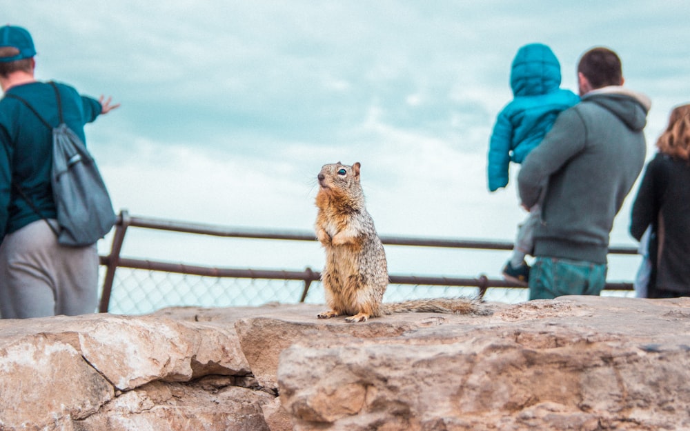 brown squirrel standing on the stone