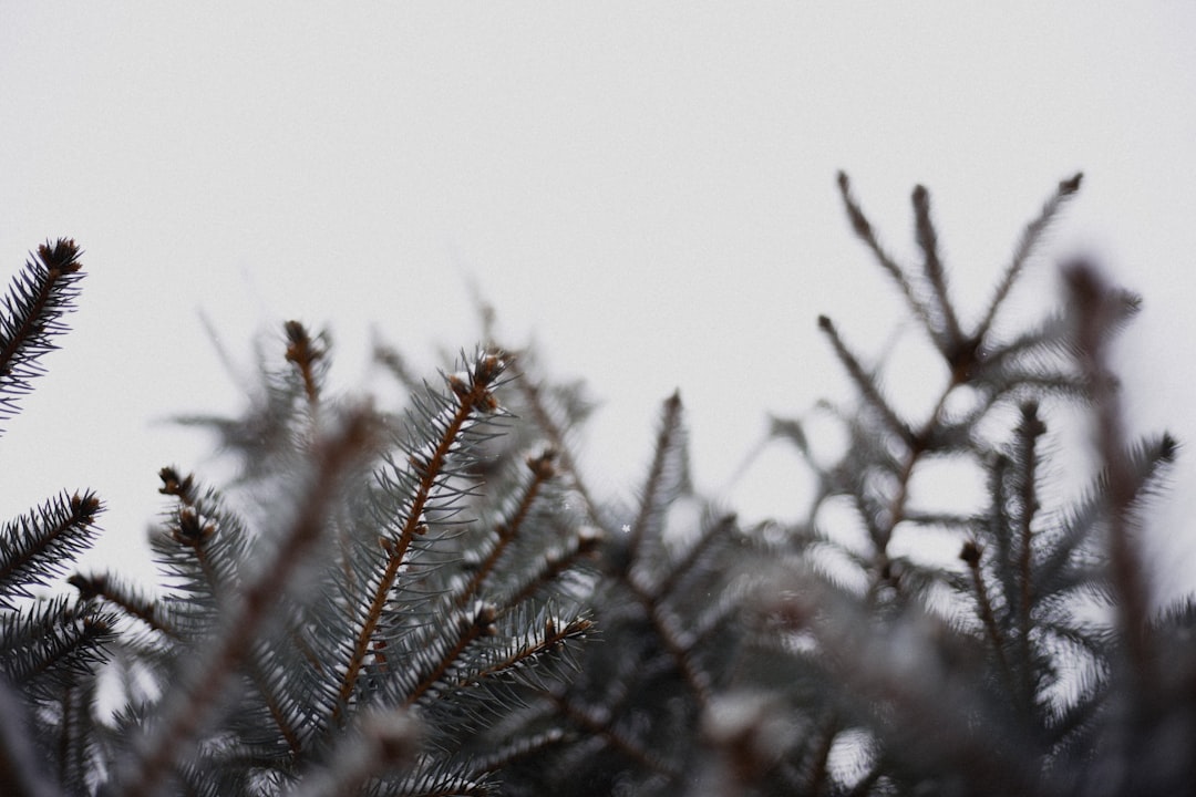 black withered tree