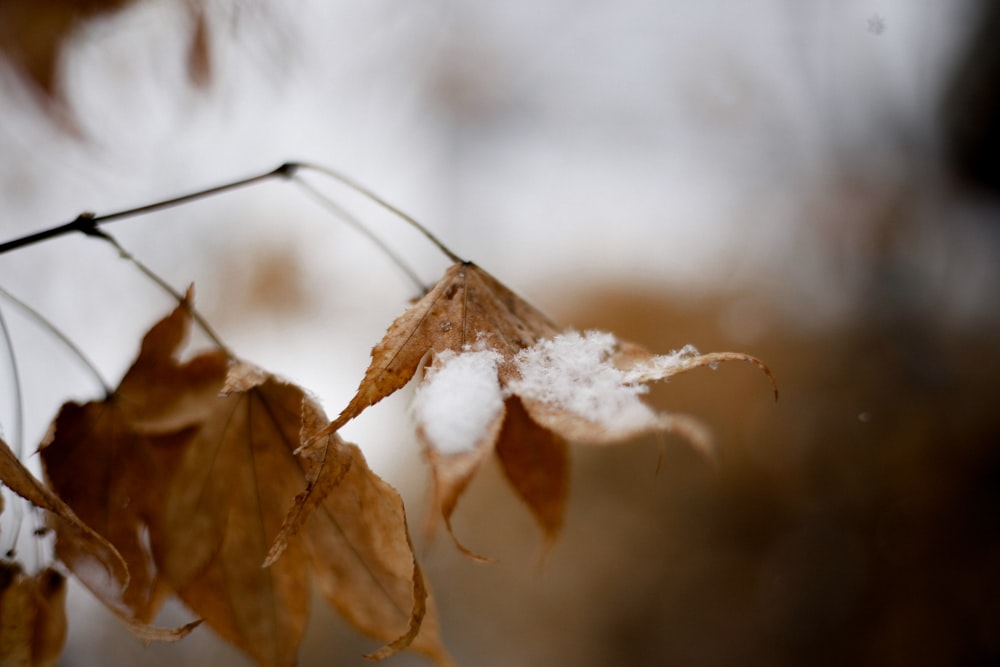 selective focus photography of dried leaves