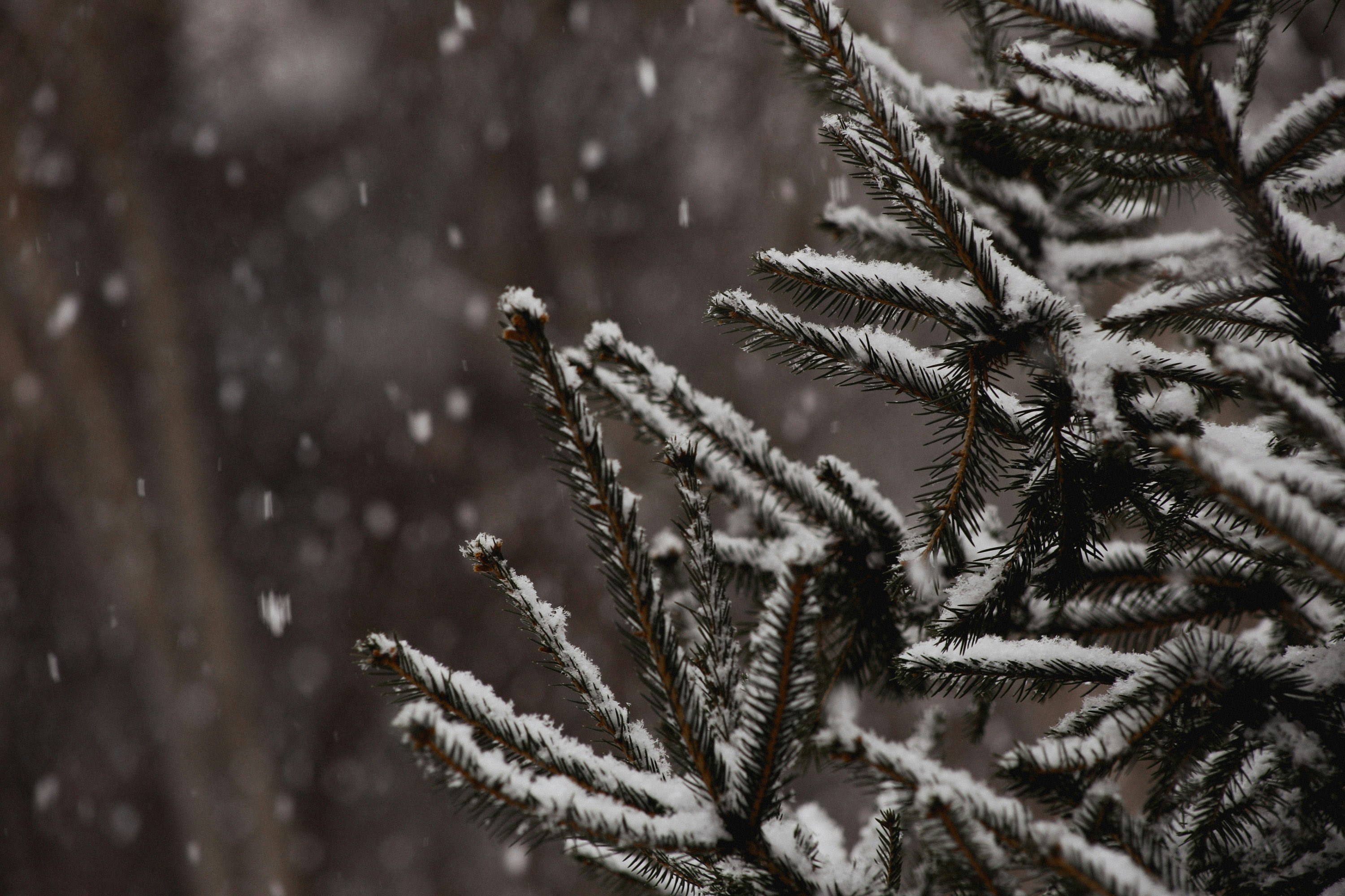 How Cold Plunges Enhance Protein Synthesis After Workouts