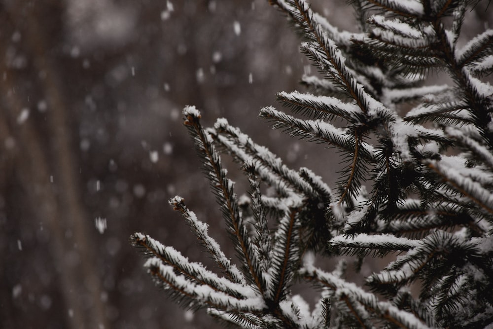 shallow focus photography of plant