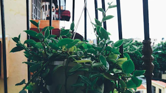 A sleek modern planter holding vibrant green ferns on a sunlit balcony