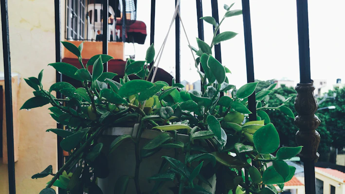 A sleek modern planter holding vibrant green ferns on a sunlit balcony