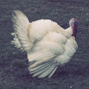 A large white turkey stands on green grass, displaying its fully fanned tail feathers and prominent wattle. The bird's body appears fluffy and voluminous, suggesting a relaxed and natural farm setting.