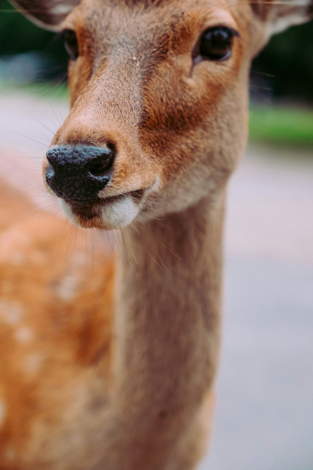 photography of brown doe deer