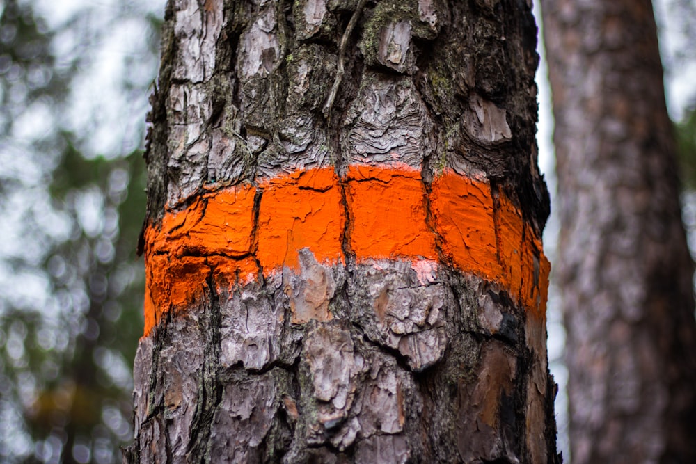 tree trunk with orange paint