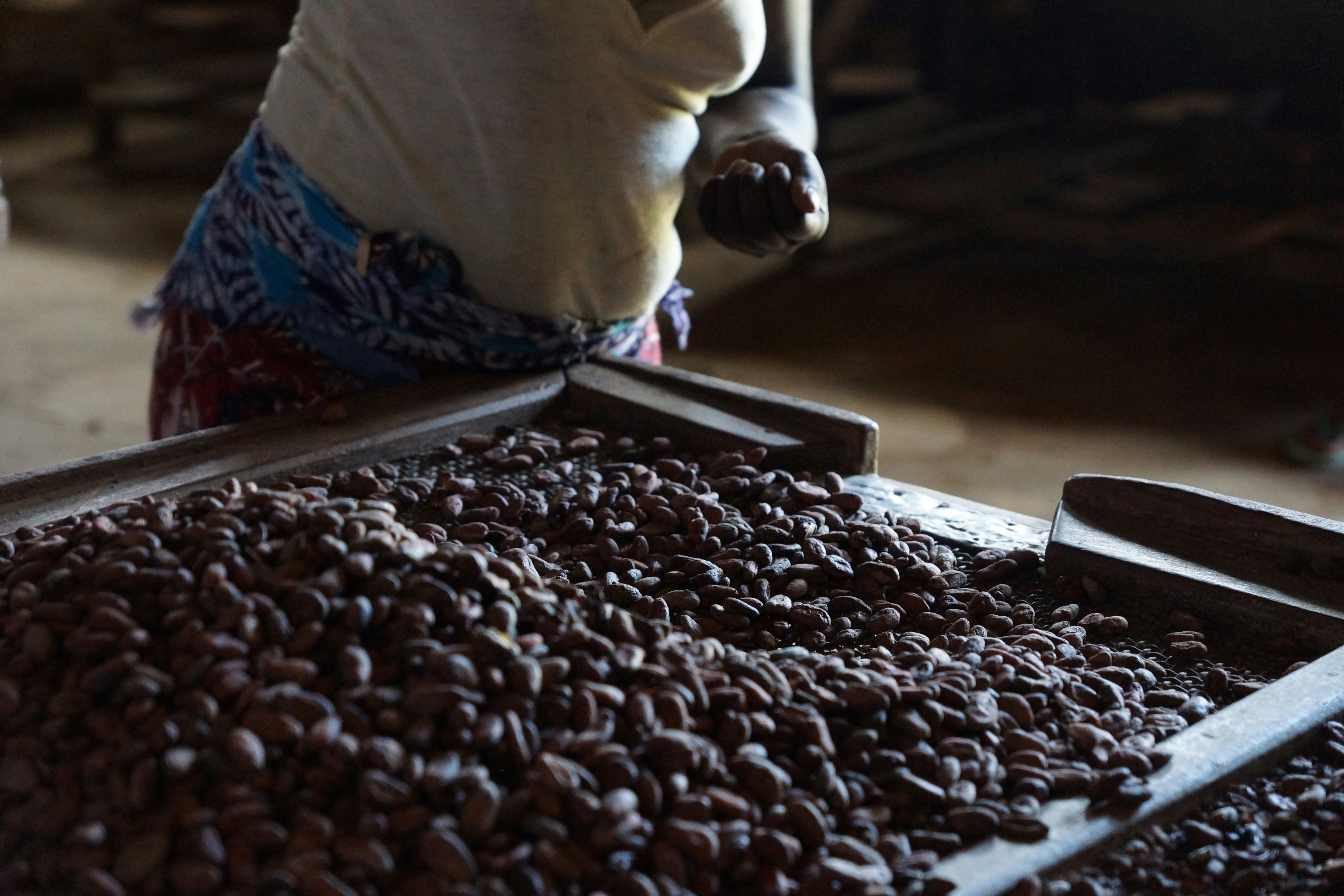Raw cacao beans sorted on a wooden tray in warm workshop light