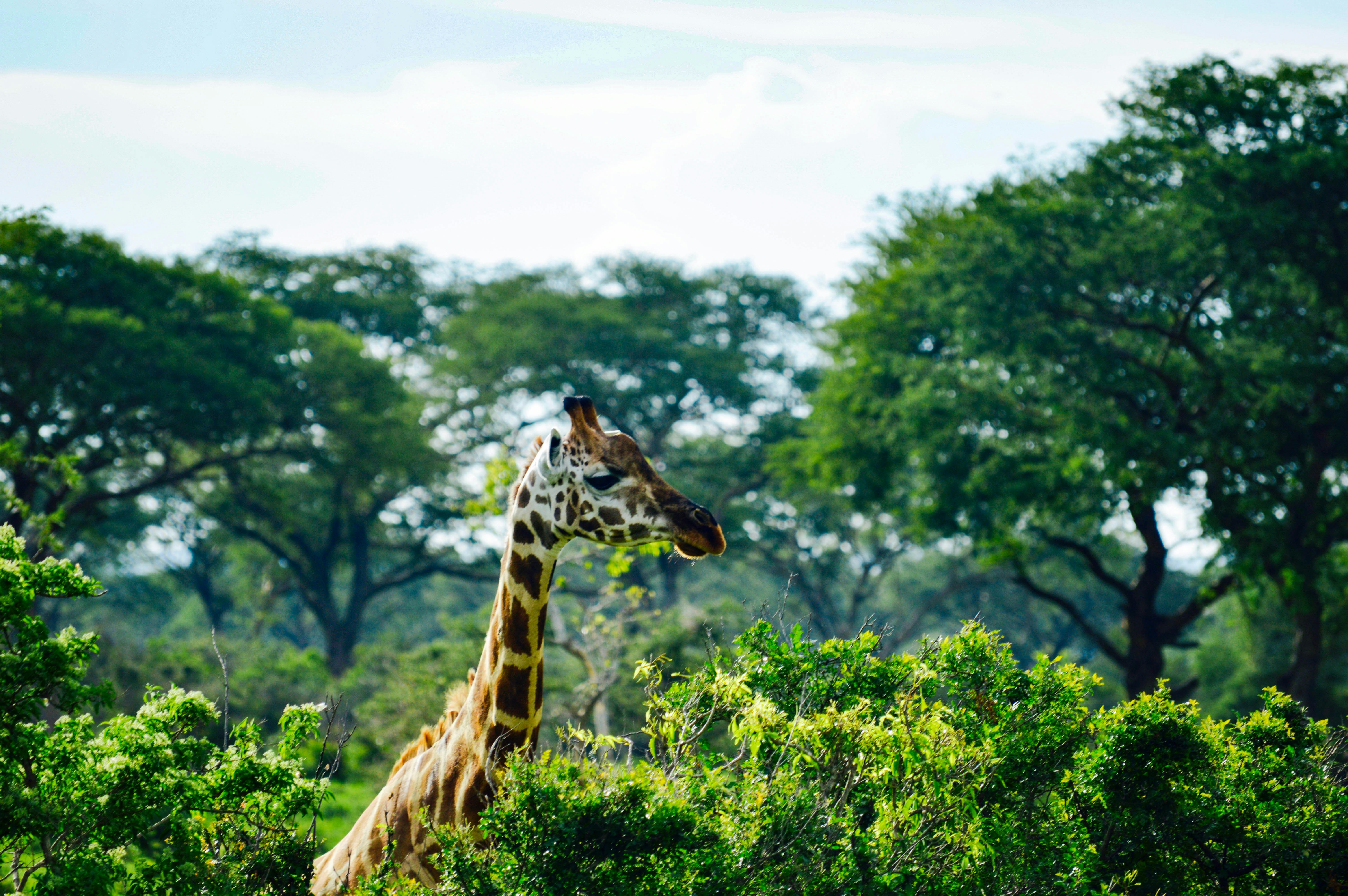 Giraffes