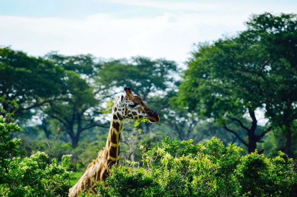 giraffe eating green leaves during daytime