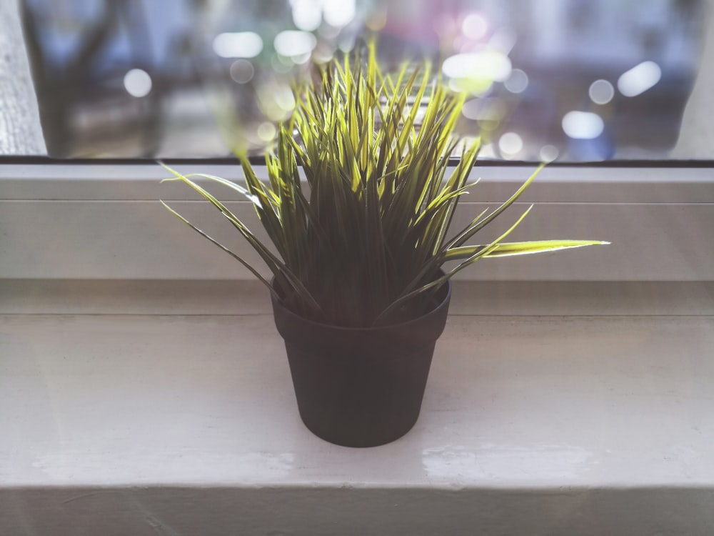 selective focus photography of green linear leaf plant on black pot near window panel