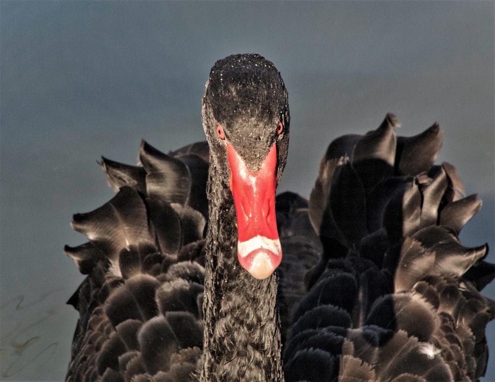 selective focus photography of gray duck