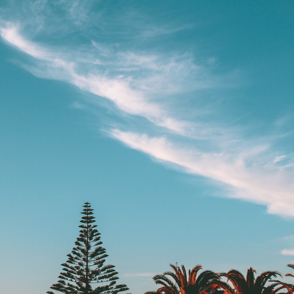 green pine trees and cloud formation