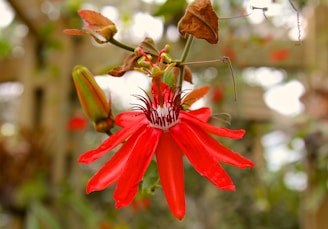A vibrant red passionflower with elongated petals and intricate dark red filaments at its center. The flower is surrounded by green foliage, with some leaves appearing slightly wilted. The background is a soft blur of greens and browns, suggesting a natural garden setting.