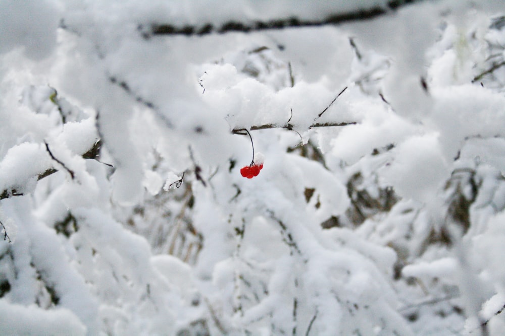 a red berry hanging from a tree branch covered in snow