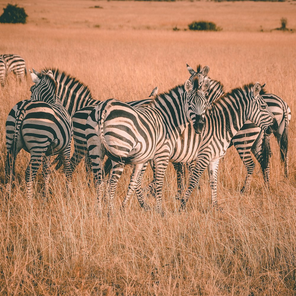herd of zebras during daytime