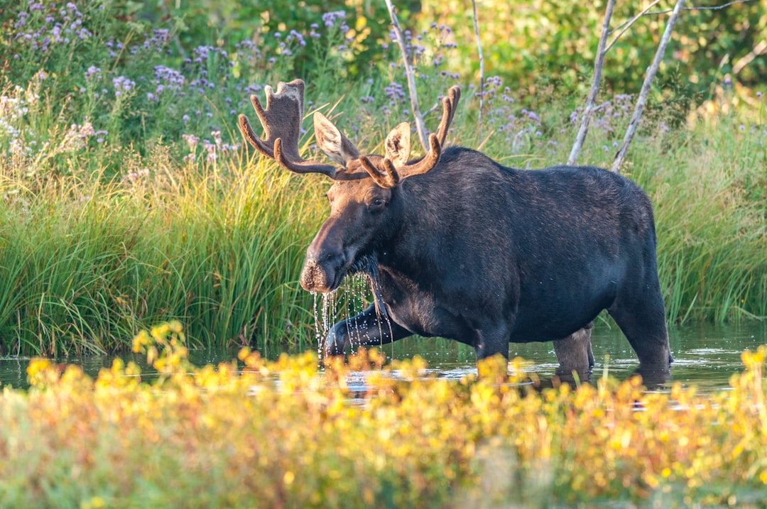 Wildlife photo spot Moose Yellowstone National Park
