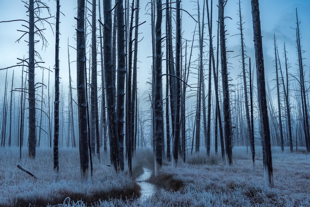 trees near bushes under gray clouds