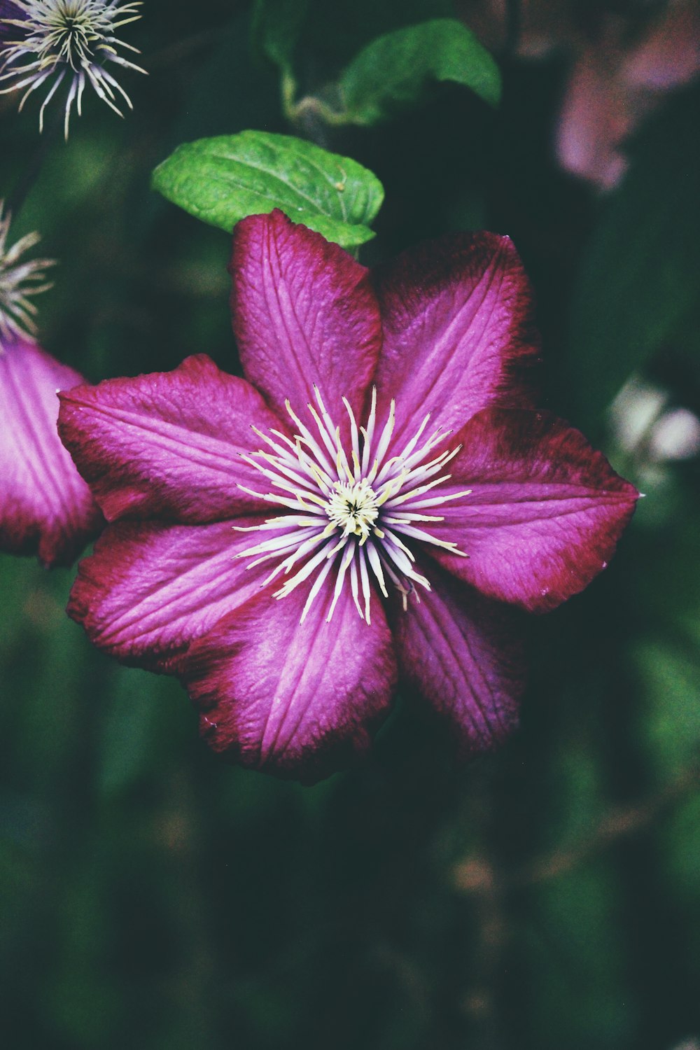 purple petaled flower with white pollen