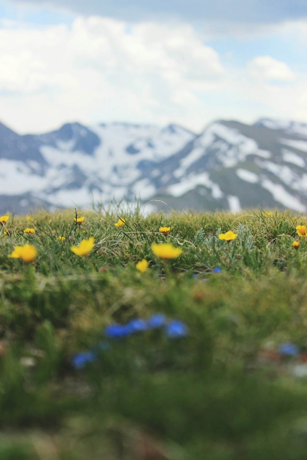 foto de foco raso de flores amarelas